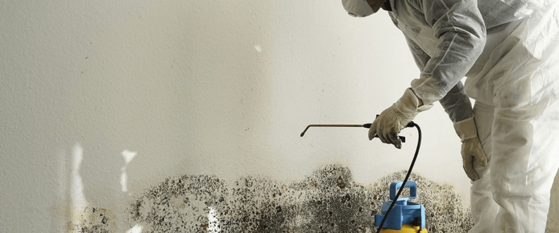 Mold Testing: What You Need to Know