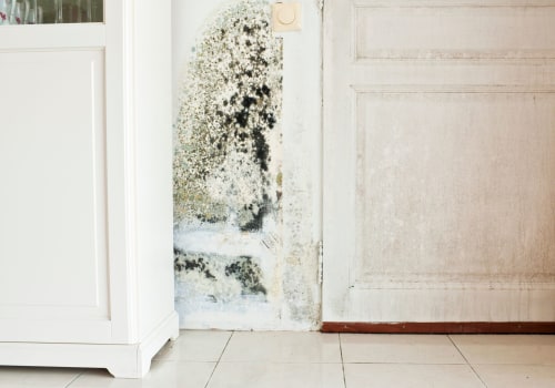 Mold Testing: What You Need to Know